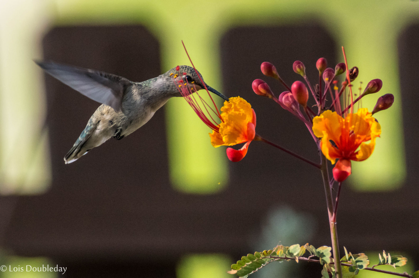 Hummingbirds from backyards and beyond